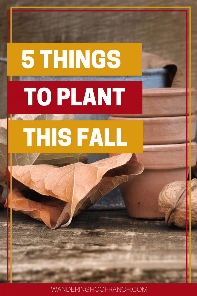 5 Things to Plant this Fall